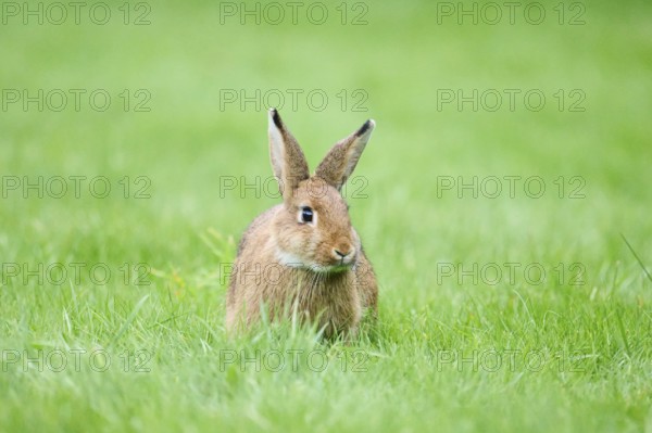 Domesticated rabbit (Oryctolagus cuniculus domesticus) on a meadow, Franconia, Bavaria, Germany, Europe