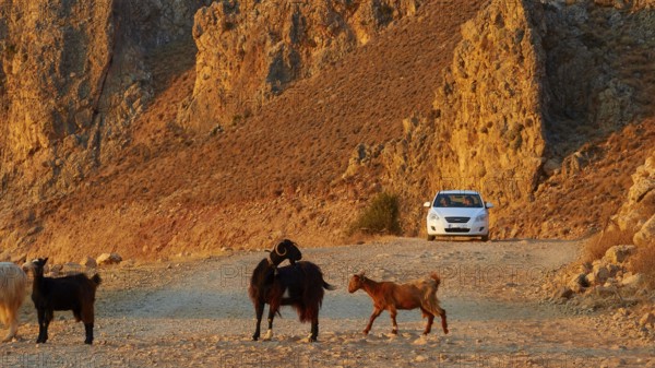 Goats standing on a rocky path, a car in the background under golden sunlight, sheep (e) or goat (n), ovis, caprae, Crete, Greek Islands, Greece, Europe