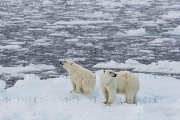 Polar bears (Ursus maritimus) on the pack ice at 82 degrees north on an ice floe, mother with cubs, Spitsbergen Island, Svalbard and Jan Mayen archipelago, Norway, Europe