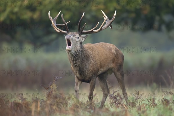 Red deer (Cervus elaphus) adult male stag roaring during the rutting season in autumn, England, United Kingdom, Europe