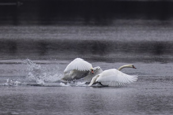 Two swans in a dynamic chase over water, Mute Swan, (cygnus olor), wildlife, Germany, Europe