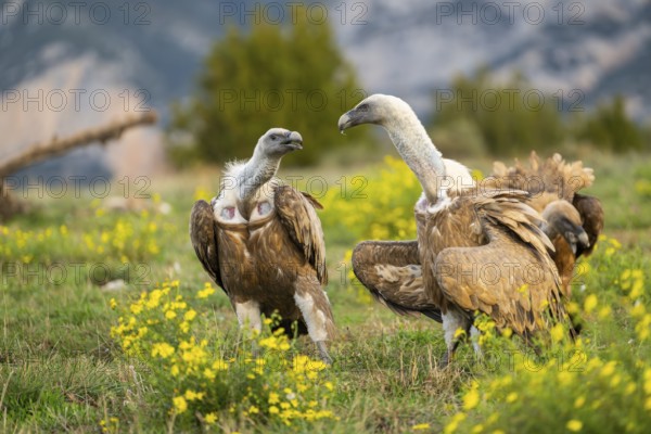 Griffon Vultures (Gyps fulvus) fighting on a flowering meadow in autumn, Pyrenees, Catalonia, Spain, Europe