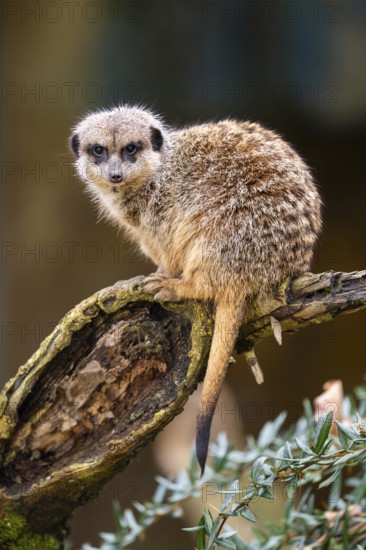 Meerkat (Suricata suricatta) standing sweet and curious in the desert, captive, occurrence Africa