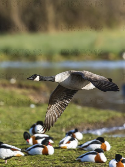 Canada Goose, Branta canadensis bird in flight over winter Marshes, Devon, England, United Kingdom, Europe