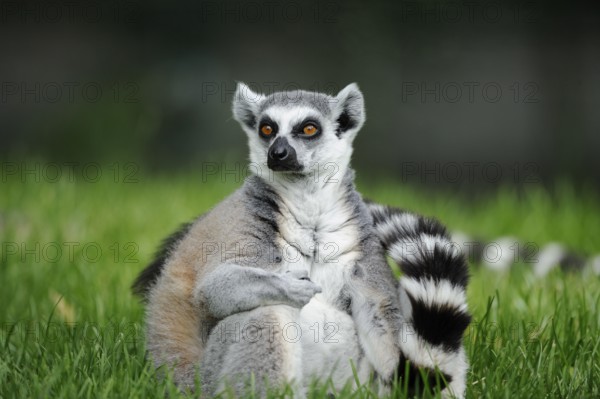 Lemur sitting relaxed in the grass, with an attentive gaze and curled tail, lemur (Lemur catta), Augsburg Zoo
