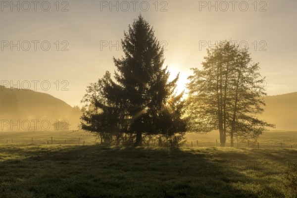 Two trees stand in a meadow in the sunrise with light fog, the sun shines peacefully through the treetops, near Füssen, Ostallgäu, Allgäu, Bavaria, Germany, Europe