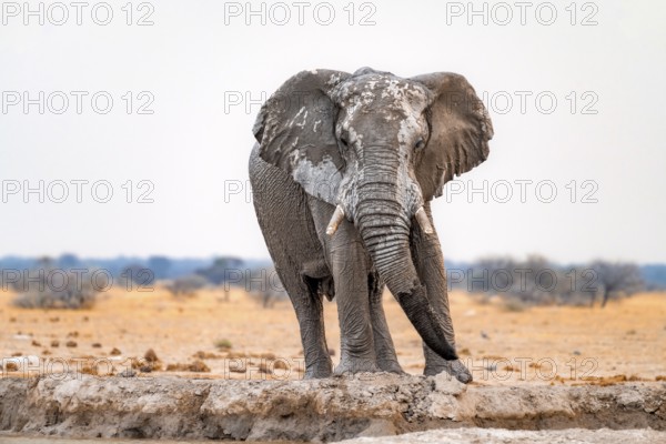 African elephant (Loxodonta africana), adult male, drinking at a waterhole, Nxai Pan National Park, Botswana, Africa
