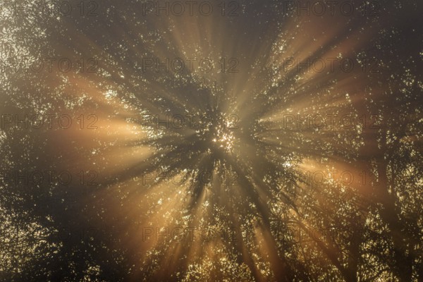 Rays of the rising sun through trees in the morning mist at sunrise. Bas rhin, Alsace, France, Europe