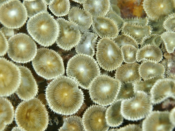 Close-up of crust anemone (Palythoa vestitus) showing a fascinating textured surface, dive site Prapat, Penyapangan, Bali, Indonesia, Asia