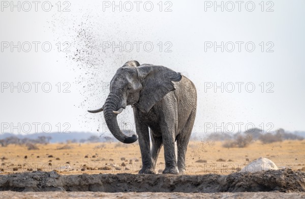 African elephant (Loxodonta africana), bathing at a waterhole, spraying water from its trunk, Nxai Pan National Park, Botswana Botswana