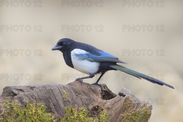 Magpie, (Pica pica) sitting on a tree stump, with contrasting blue, black and white feathers, wildlife, corvid, nature photography, autumn, Siegerland, North Rhine-Westphalia, Germany, Europe