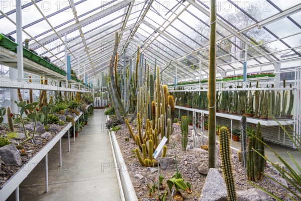 Botanical Garden, greenhouse with cacti and succulents, Zurich Succulent Collection, Switzerland, Europe