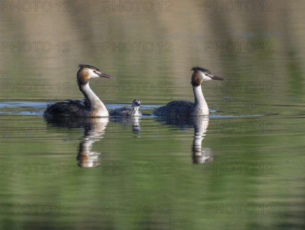 Great Crested Grebe (Podiceps Scalloped ribbonfish), two adults and juvenile swimming on a pond, Thuringia, Germany, Europe