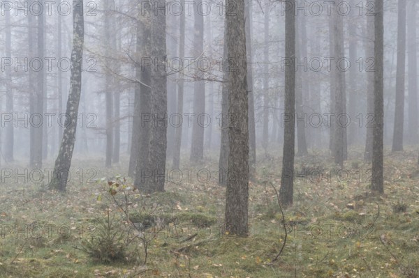 Fog in the larch forest (Larix decidua), Emsland, Lower Saxony, Germany, Europe