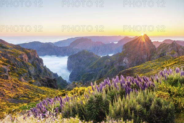 View from Pico do Arieiro of mountains over clouds with Pride of Madeira flowers and blooming Cytisus shrubs on sunset with sunburst. Madeira island, Portugal, Europe
