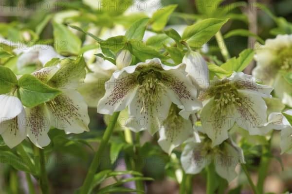 Oriental hellebore (Helleborus orientalis), Bavaria, Germany, Europe