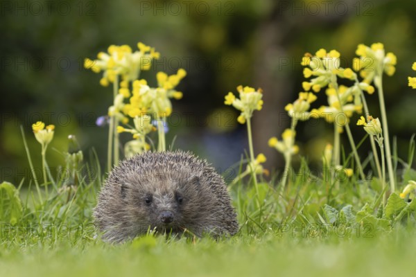 European hedgehog (Erinaceus europaeus) adult animal on an urban garden grass lawn in the spring with flowering Cowslip plants, England, United Kingdom, Europe