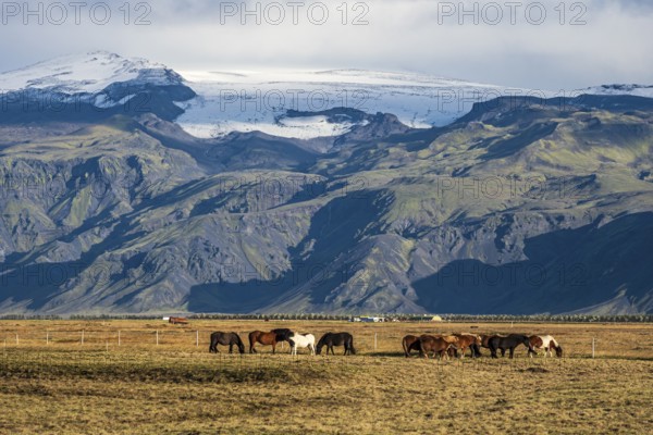 Icelandic horses grazing, Fljotsdalur valley, meadows below Eyjafjallajökull glacier, Iceland, Europe