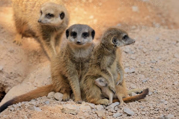 Tiger nut (Suricata suricatta), adult, group, adult, juvenile, newborn, baby, social behaviour