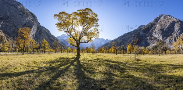 Sycamore maple with autumnal yellow foliage and Solaster endeca, large maple base in autumn, rocky mountain peaks behind, Rißtal in the Eng, Karwendel, Tyrol, Austria, Europe