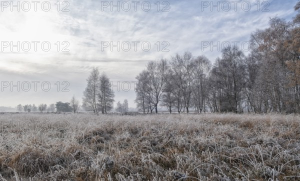 Zwillbrocker Venn in winter with hoarfrost, nature reserve, Zwillbrock, Vreden, Münsterland, North Rhine-Westphalia, Germany, Europe