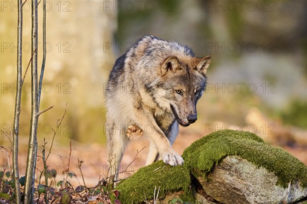 Close-up of a Eurasian wolf (Canis lupus lupus) in a forest in spring, Bavarian Forest National Park, Germany, Europe