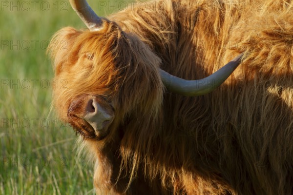 Highland cattle or cow (Bos taurus taurus) adult farm animal in a grass field, England, United Kingdom, Europe