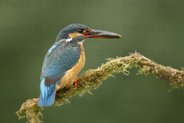 Common kingfisher (Alcedo atthis) adult female bird on a moss covered tree branch with a fish in its beak, England, United Kingdom, Europe