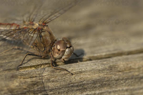 Common darter dragonfly (Sympetrum striolatum) adult insect on a log in the summer, England, United Kingdom, Europe