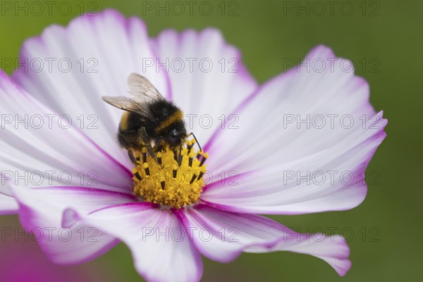 Buff tailed bumblebee (Bombus terrestris) adult bee on a garden Cosmos flower, England, United Kingdom, Europe