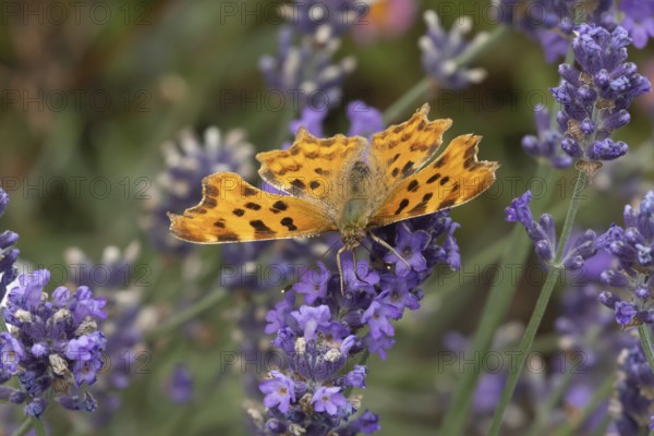 Comma butterfly (Polygonia c-album) adult insect feeding on a garden Lavender plant flowers in the summer, England, United Kingdom, Europe