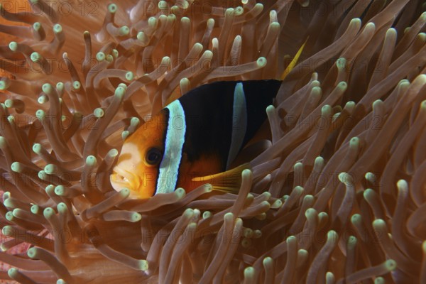 A Clark's anemonefish (Amphiprion clarkii) hiding in an orange-coloured sea anemone, dive site Toyapakeh, Nusa Ceningan, Nusa Penida, Bali, Indonesia, Asia