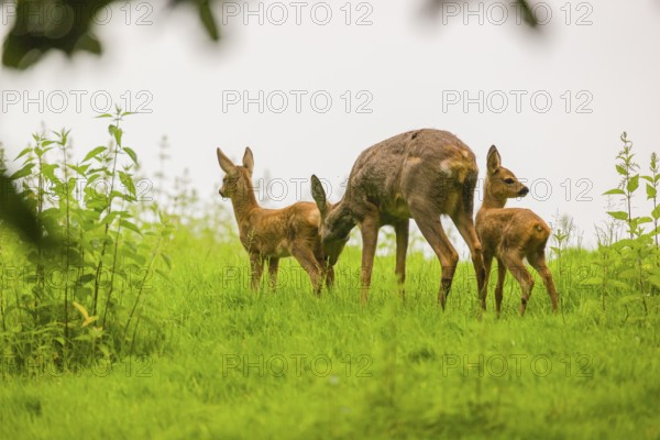 A female Roe Deer, (Capreolus capreolus) with her two fawns, stands in a meadow, taking care of her young