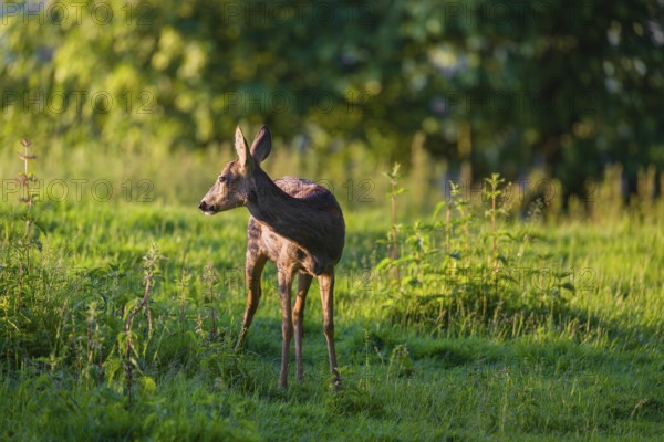 A female roe deer (Capreolus capreolus) stands in a meadow at a forest edge in the first light of the day