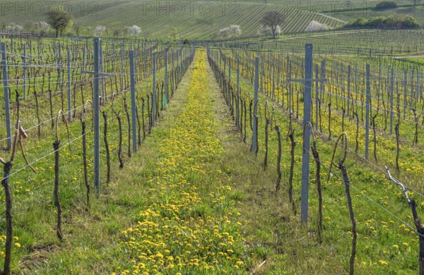 Spring vineyard with flowering dandelions and green hills in the background, Southern Palatinate, Palatinate, Rhineland-Palatinate, Germany, Europe