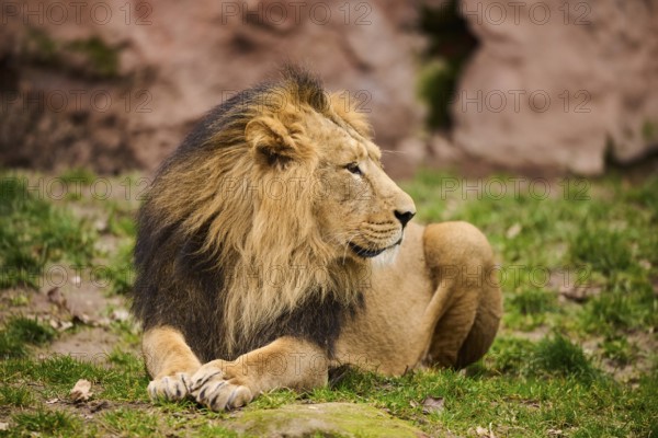Asiatic lion (Panthera leo persica) male lying on the ground, Germany, Europe