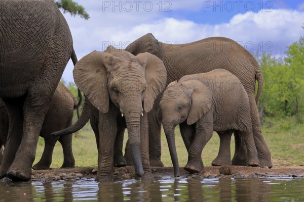 African elephant (Loxodonta africana), two young animals, at the water, drinking, Kruger National Park, Kruger National Park, South Africa, Africa