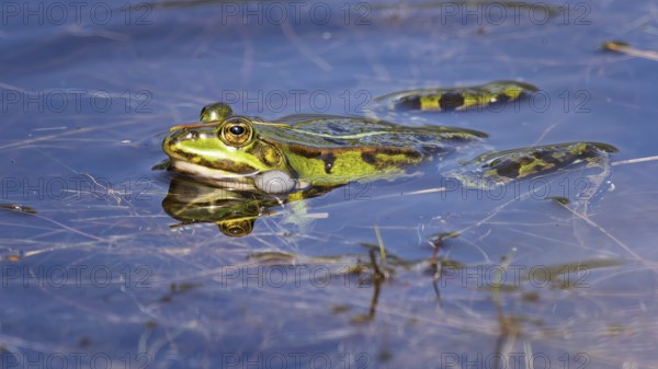 Edible Frog (Rana esculenta) Hybrid of the lake frog and the Pool frog, croaking, sonic bubble, froglets, Middle Elbe Biosphere Reserve, Saxony-Anhalt, Germany, Europe
