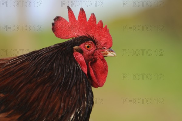 Lateral close-up of a colourful cockerel with red comb, domestic fowl (Gallus gallus domesticus), Franconia