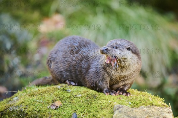 Eurasian otter (Lutra lutra) eating a fish on a rock in the bavarian forest, Bavaria, Germany, Europe