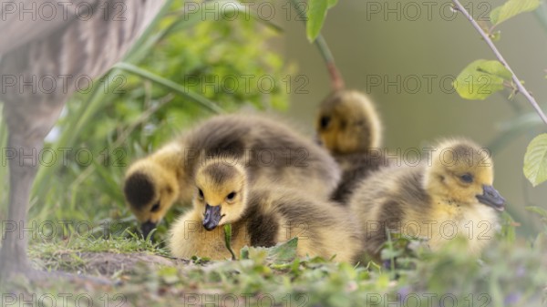 Canada goose chicks (Branta canadensis) four lying in grass and other undergrowth, background blurred green and reeds, left section of adult parent bird, Rombergpark, Dortmund, North Rhine-Westphalia, Germany, Europe