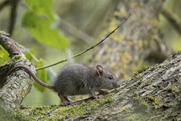 A juvenile Norway rat (Rattus norvegicus) walks on a moss-covered branch in the forest. Background with green and brown colour tones, Hesse, Germany, Europe