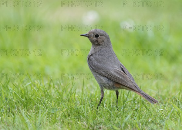 Black redstart (Phoenicurus ochruros), female foraging on a lawn in a garden, Lower Saxony, Germany, Europe