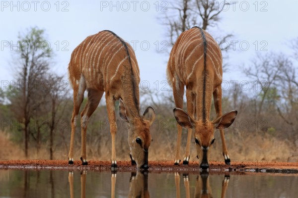 Nyala (Tragelaphus angasii), adult, female, two females, drinking, at the water, Kruger National Park, Kruger National Park, Kruger National Park South Africa