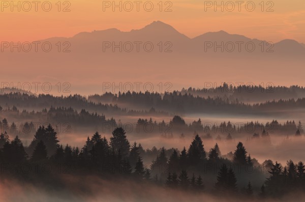 Morning fog over trees, mountains, near Bad Kohlgrub, Bavarian Alps behind, Bavaria, Germany, Europe