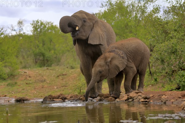 African elephant (Loxodonta africana), adult, male, bull, young animal, young bull with young animal, at the water, drinking, Kruger National Park, Kruger National Park, South Africa, Africa