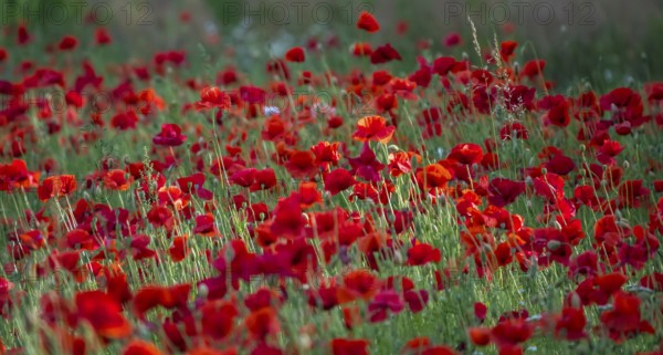 Corn poppy (Papaver rhoeas), Münsterland, North Rhine-Westphalia, Germany, Europe