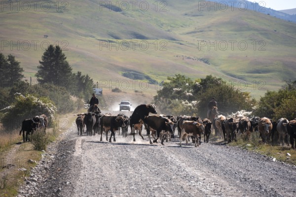 Shepherds driving a herd of cows on a road, gravel track, Tian Shan, Sky Mountains, Kyrgyzstan, Asia