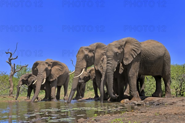 African elephant (Loxodonta africana), adult, juvenile, group, herd, at the water, drinking, Kruger National Park, Kruger National Park, South Africa, Africa