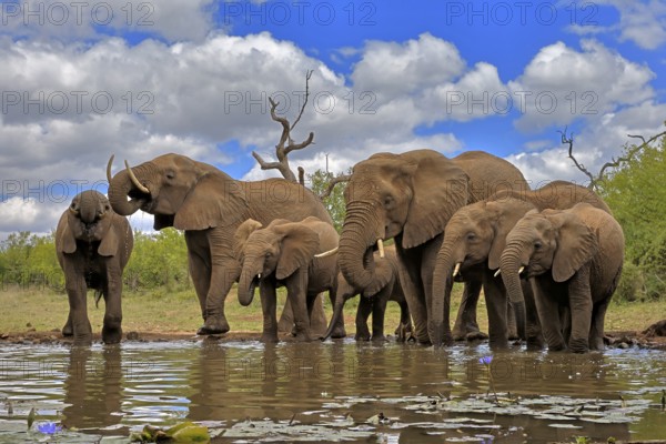 African elephant (Loxodonta africana), adult, juvenile, group, herd, at the water, drinking, Kruger National Park, Kruger National Park, South Africa, Africa